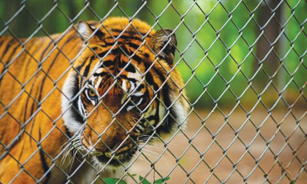 Chatham’s Carolina Tiger Rescue Re-Opens to Public After COVID-19 Lay-Off