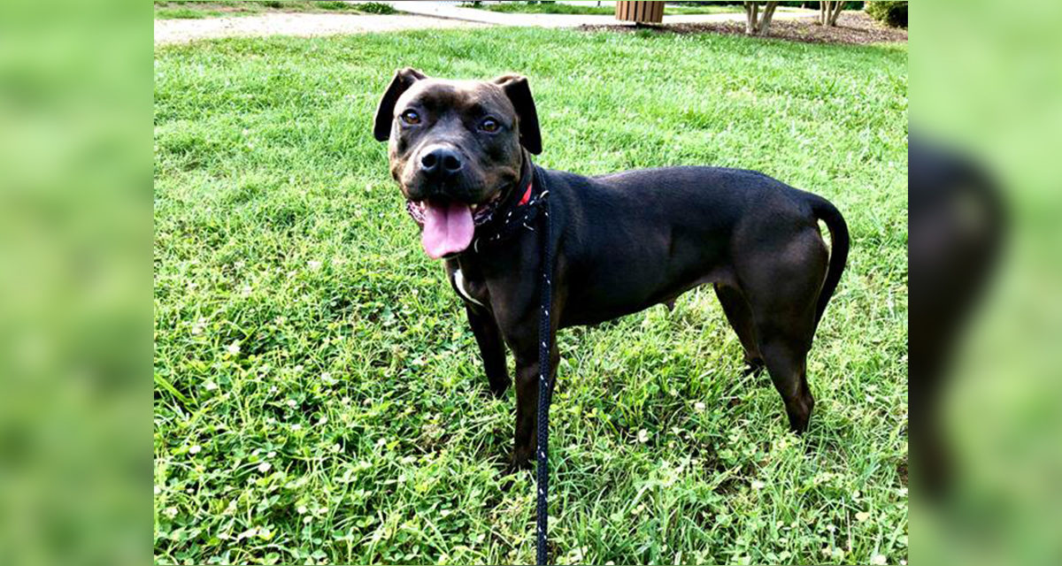 Adopt-A-Pet: Dakoda from Orange County Animal Services