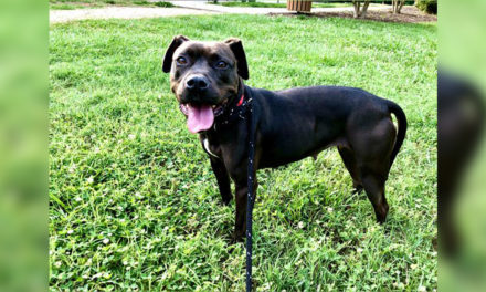 Adopt-A-Pet: Dakoda from Orange County Animal Services