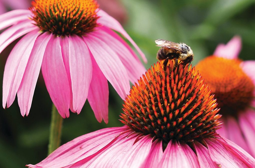 Chatham County Roundup: Ongoing Impact and New Information