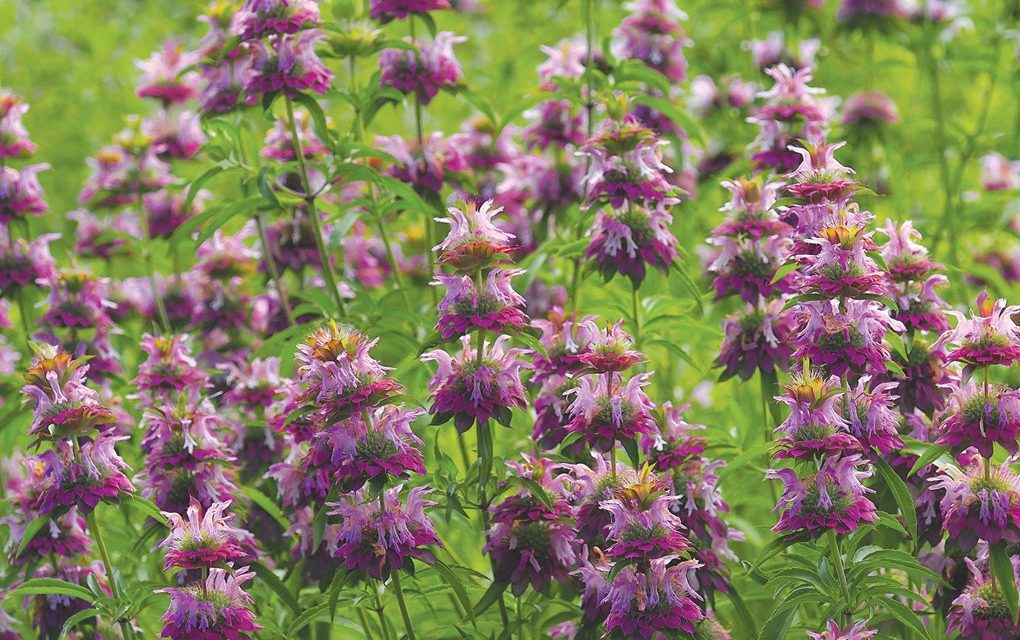 Pittsboro’s Home for Blooming, Buzzing in Top Gear as Summer Arrives