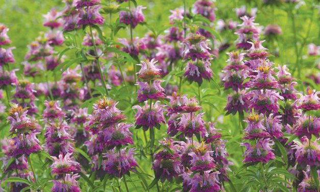 Pittsboro’s Home for Blooming, Buzzing in Top Gear as Summer Arrives