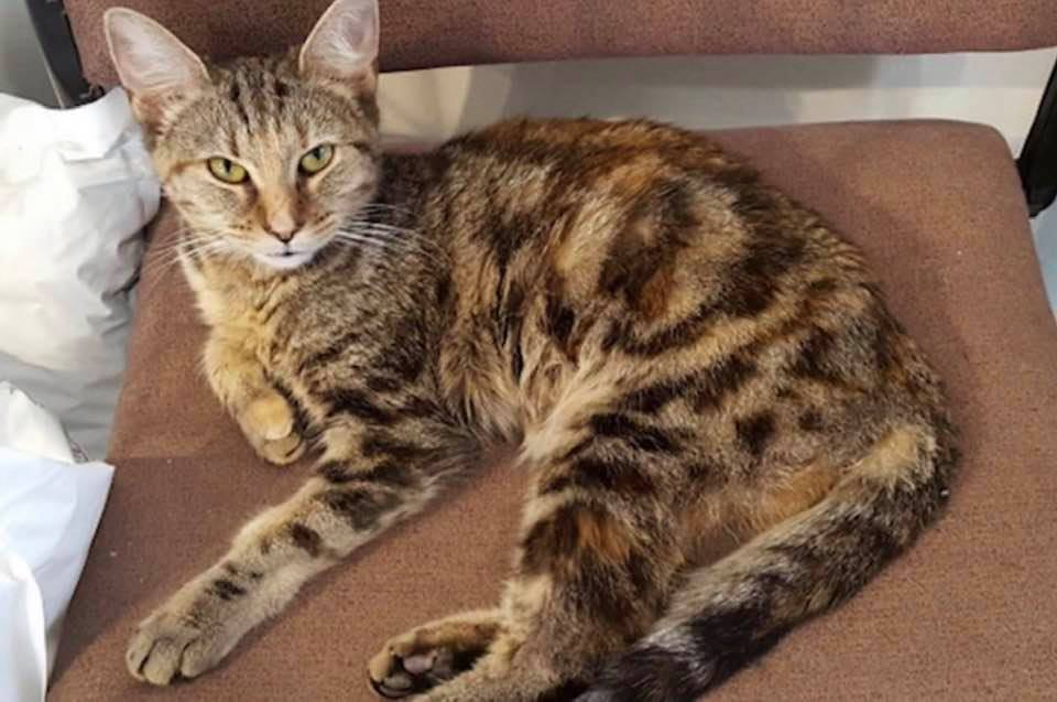 Adopt-A-Pet: Rose from Independent Animal Rescue