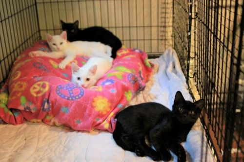 Adopt-A-Pet: Thunder, Lightning and Ebony from the Goathouse Refuge