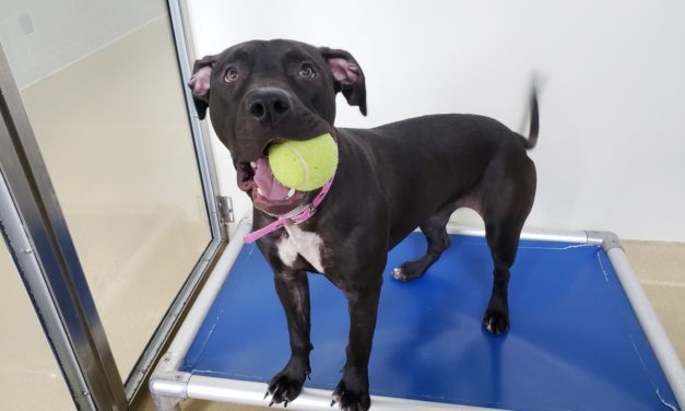 Orange County Animal Services Receives Grant to Save ‘Unadoptable’ Animals