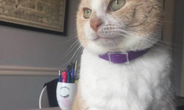 Adopt-A-Pet: Maple from Independent Animal Rescue