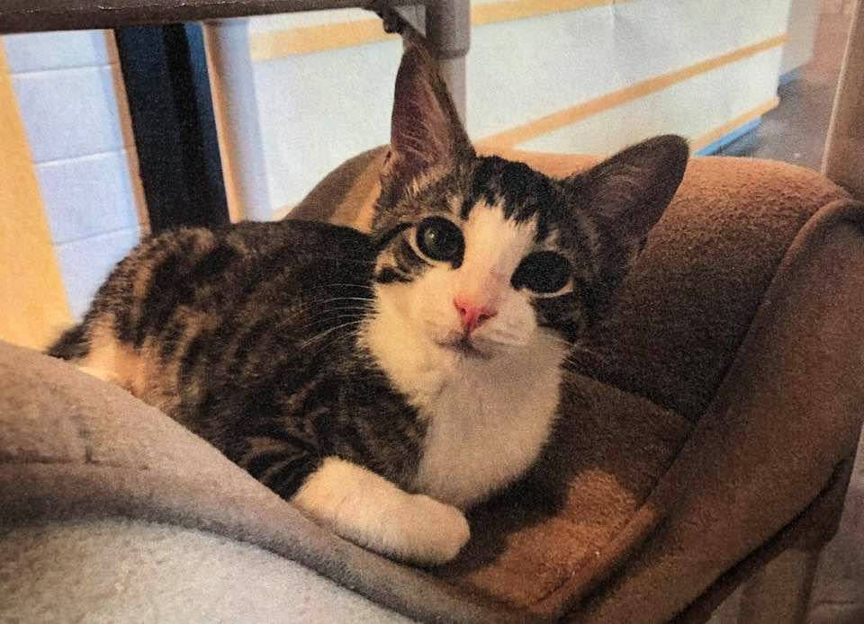 Adopt-A-Pet: David from Orange County Animal Services