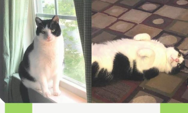 Adopt-A-Pet: Erwin from Independent Animal Rescue