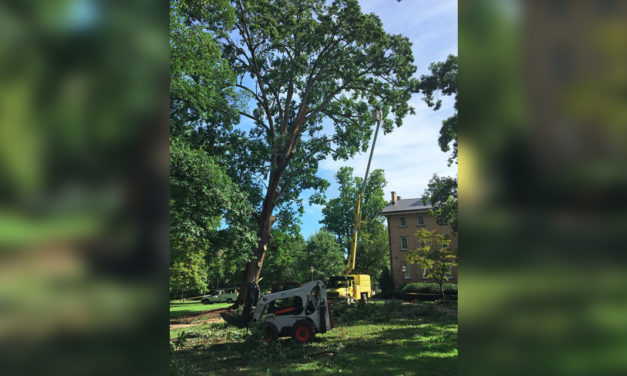 Tree Removed on UNC’s Campus, Deemed ‘At-Risk’ for Uprooting