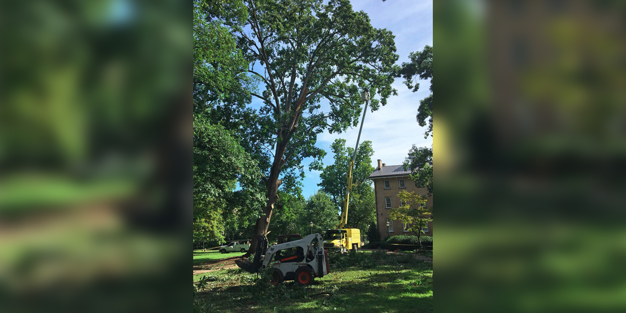 Tree Removed on UNC’s Campus, Deemed ‘At-Risk’ for Uprooting