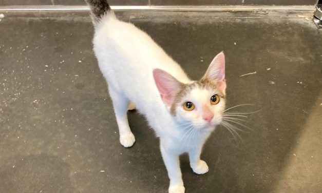Adopt-A-Pet: Chloe from Orange County Animal Services