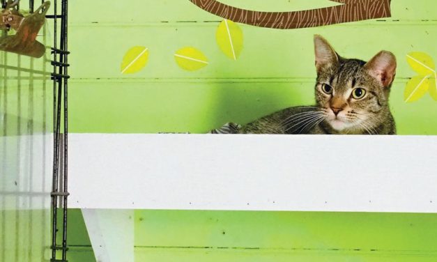 The Goathouse Refuge: A Place of Love, Hope, and Art for Its Owner and Inhabitants