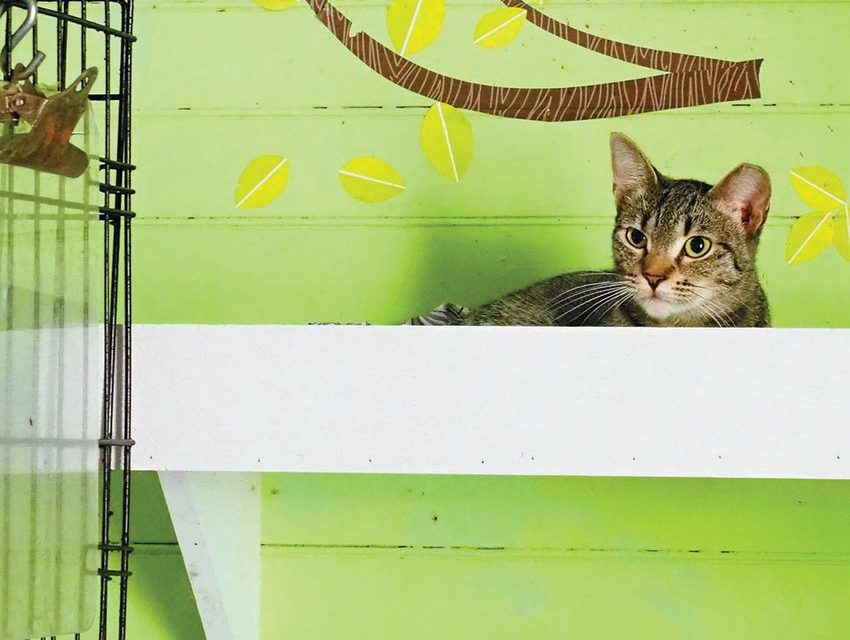 The Goathouse Refuge: A Place of Love, Hope, and Art for Its Owner and Inhabitants