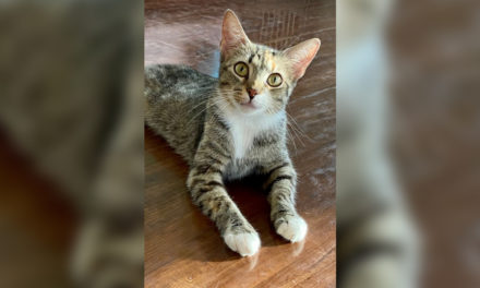 Adopt-A-Pet: Brie from Cat Tales Cat Cafe