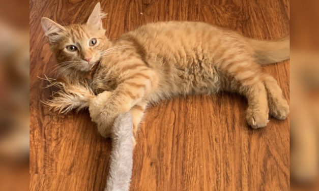Adopt-A-Pet: Julius from Independent Animal Rescue