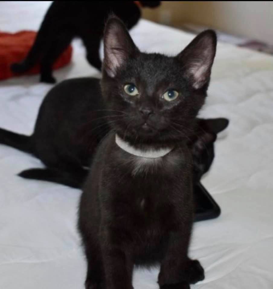 Adopt-A-Pet: Sid from the Goathouse Refuge