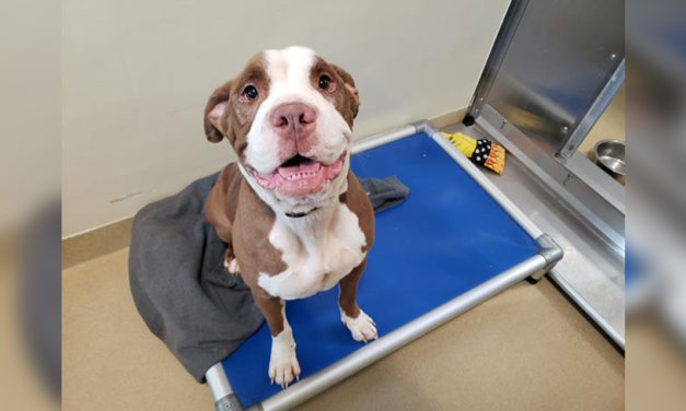 Adopt-A-Pet: Canela from Orange County Animal Services