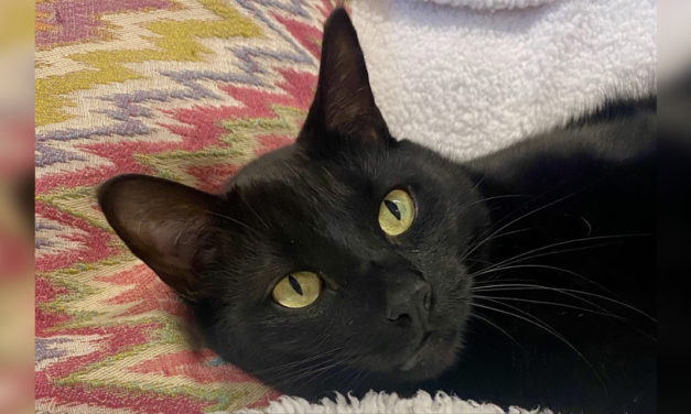 Adopt-A-Pet: Gabriel from Cat Tales Cat Cafe
