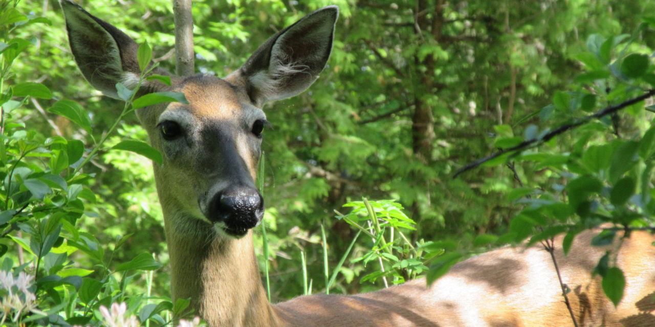 Report: Drivers Are Hitting More Animals in North Carolina