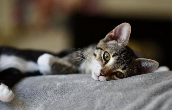 Adopt-A-Pet: Sissy from the Goathouse Refuge