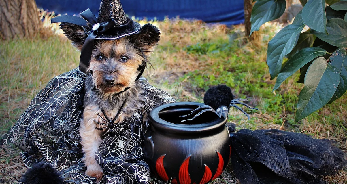 Happy Howloween! Submit Your Pet Costume Pictures