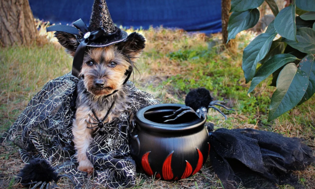 Happy Howloween! Submit Your Pet Costume Pictures