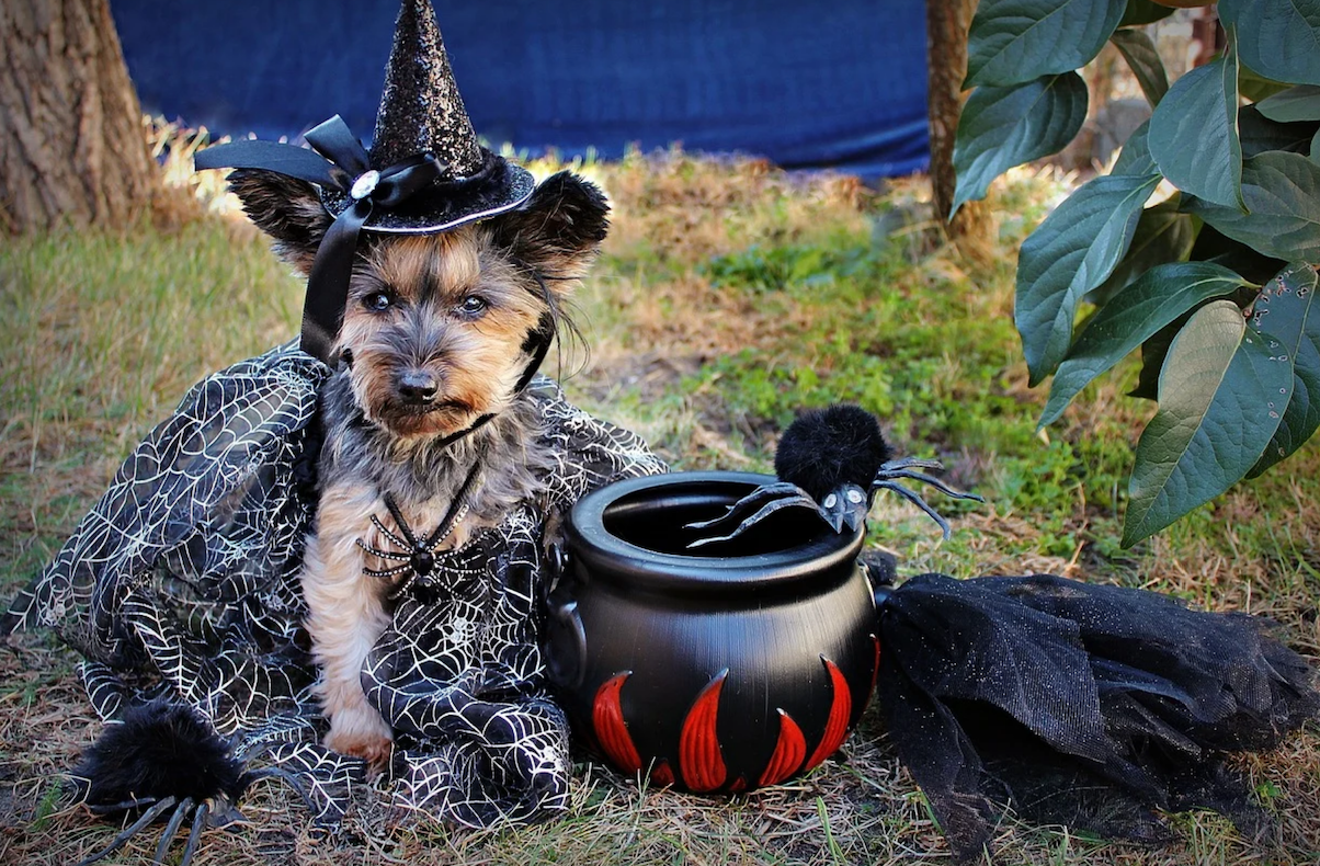Happy Howloween! Submit Your Pet Costume Pictures