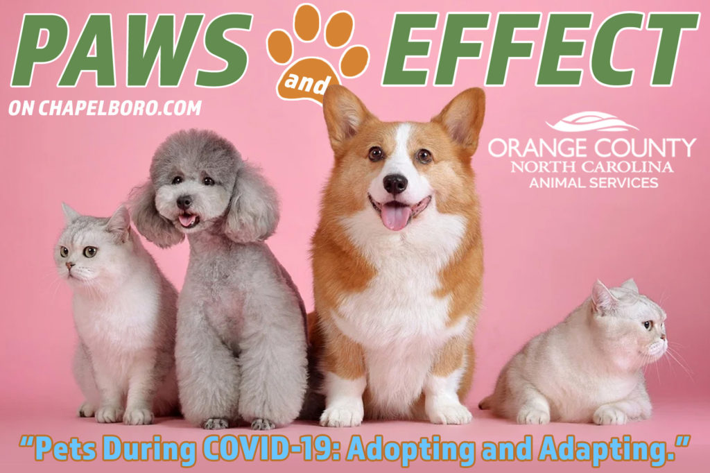 paws-and-effect-adopting-and-adapting-pets-during-covid-19