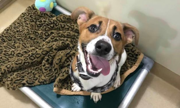 Adopt-A-Pet: Jack from Orange County Animal Services