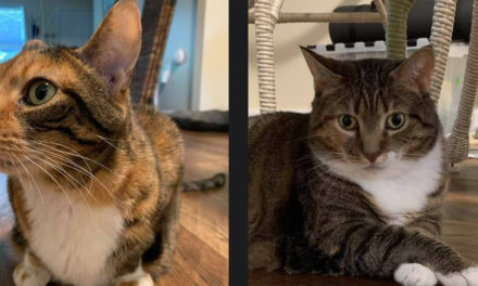 Adopt-A-Pets: Emily and Gracie from Independent Animal Rescue