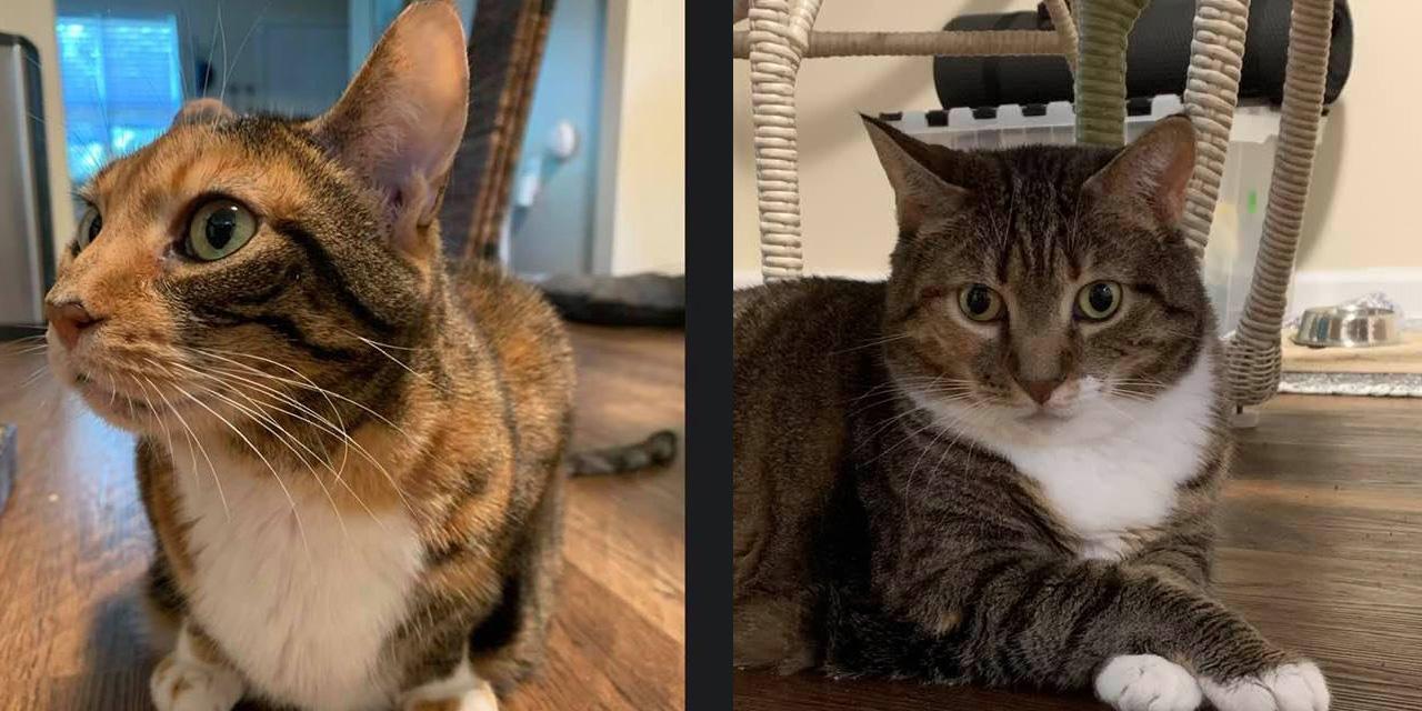 Adopt-A-Pets: Emily and Gracie from Independent Animal Rescue