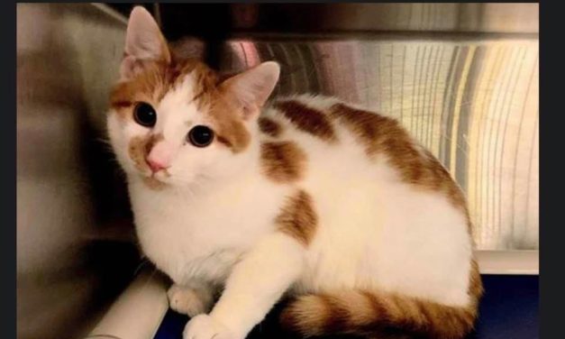 Adopt-A-Pet: Pacha from Orange County Animal Services