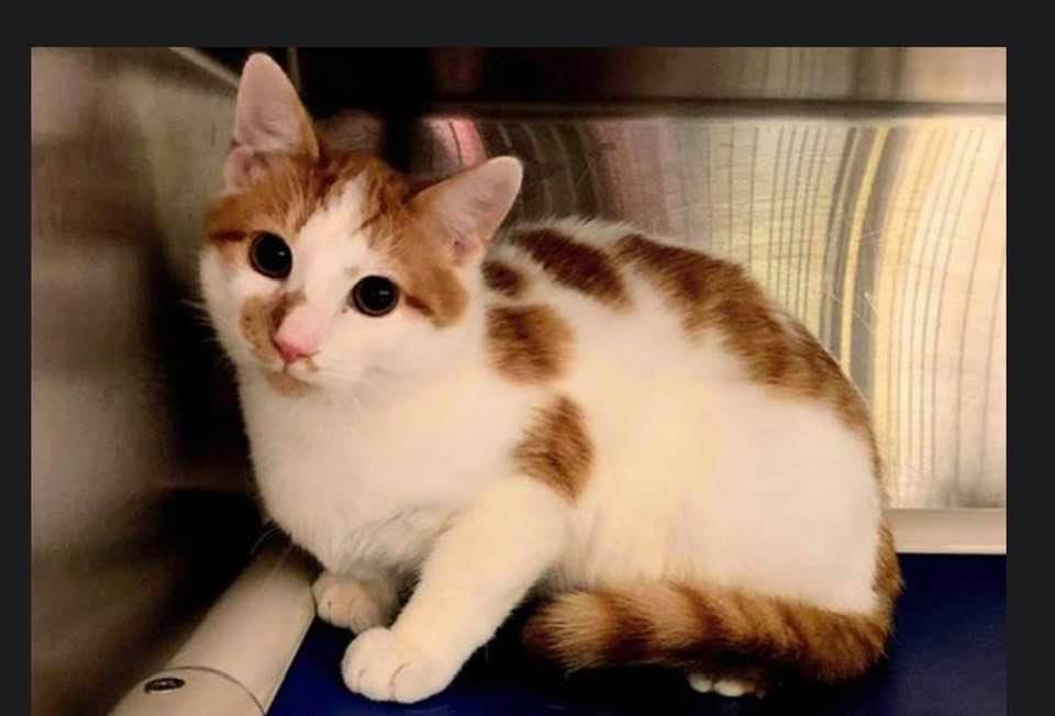 Adopt-A-Pet: Pacha from Orange County Animal Services