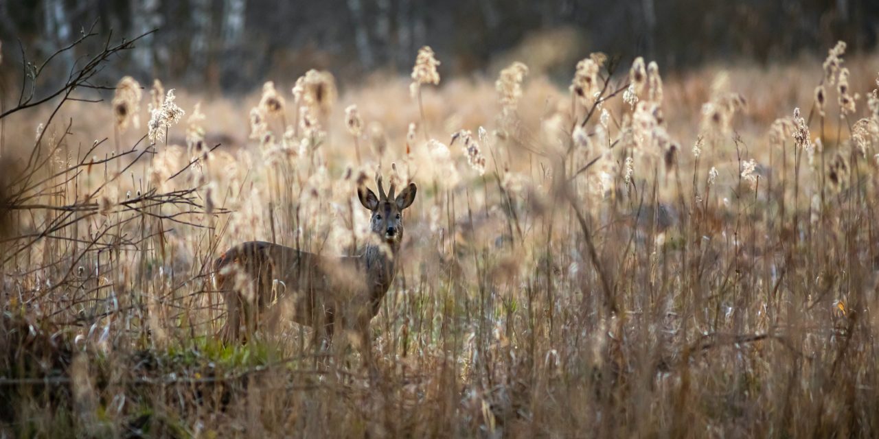 Orange County Sets Guidelines for Hunters and Their Dogs as Hunting Season Starts