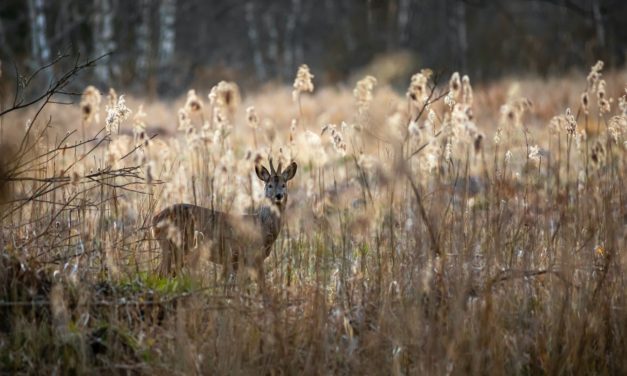 Orange County Sets Guidelines for Hunters and Their Dogs as Hunting Season Starts