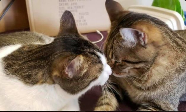 Adopt-A-Pet: Calvin & Hobbes from the Goathouse Refuge