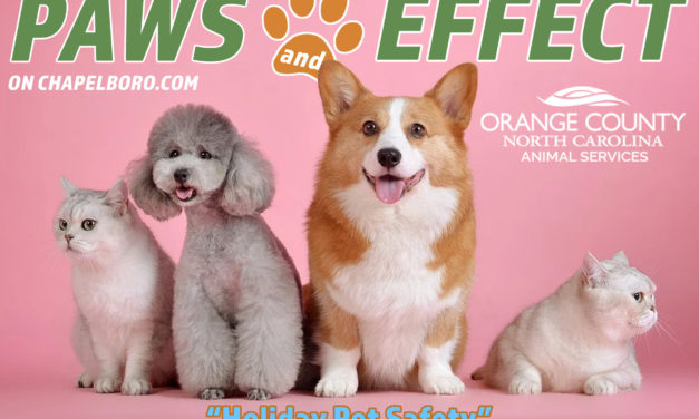 Paws and Effect: Holiday Pet Safety