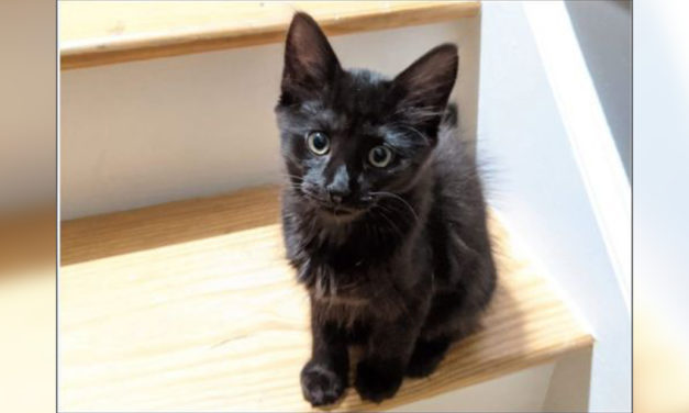 Adopt-A-Pet: Amelia from the Goathouse Refuge