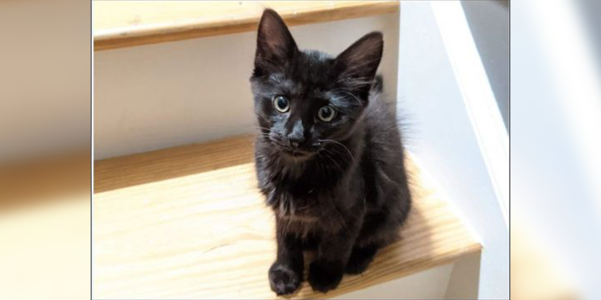 Adopt-A-Pet: Amelia from the Goathouse Refuge