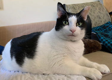 Adopt-A-Pet: Basil from Independent Animal Rescue