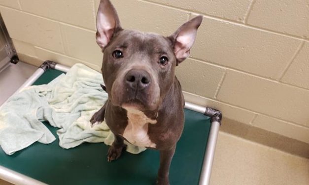 Adopt-A-Pet: Marteen from Orange County Animal Services