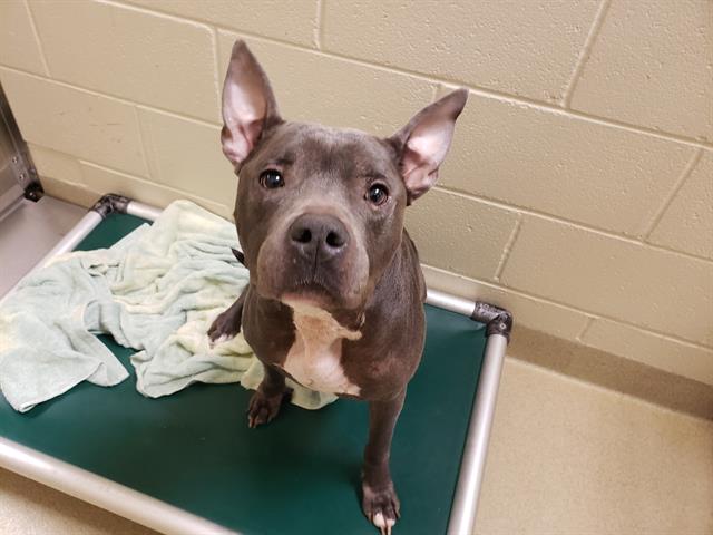 Adopt-A-Pet: Marteen from Orange County Animal Services