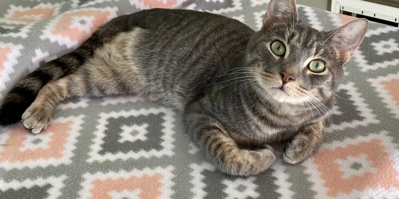 Adopt-A-Pet: Dario from Cat Tales Cat Cafe