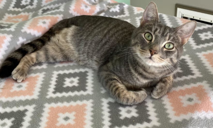 Adopt-A-Pet: Dario from Cat Tales Cat Cafe