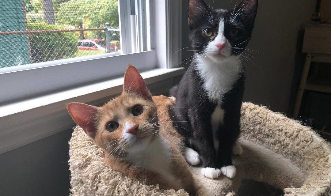 Adopt-A-Pet: Blueberry from the Goathouse Refuge