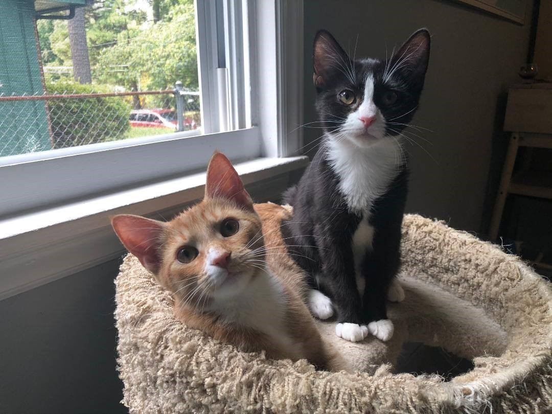 Adopt-A-Pet: Blueberry from the Goathouse Refuge
