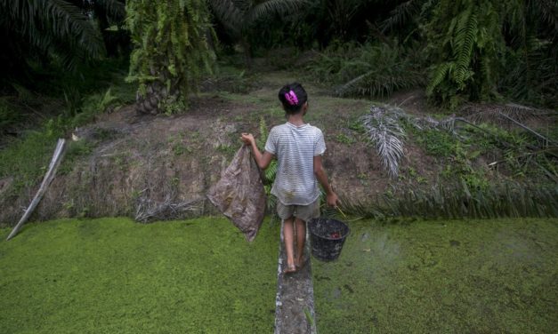 Child Labor in Palm Oil Industry Tied To Girl Scout Cookies