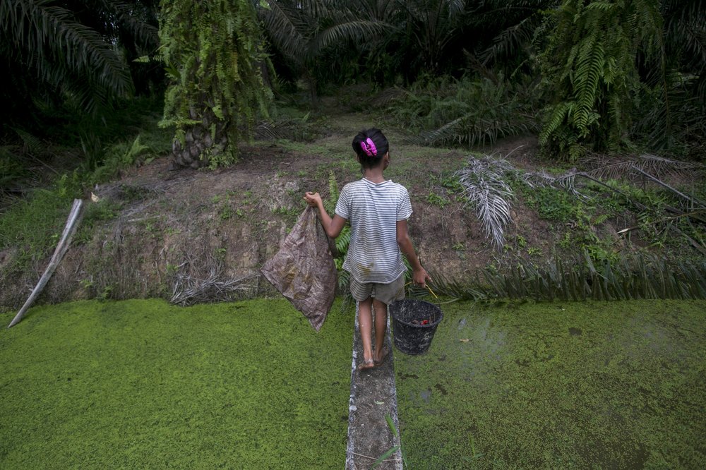Child Labor in Palm Oil Industry Tied To Girl Scout Cookies