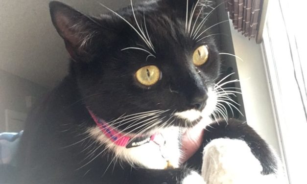Adopt-A-Pets: Charlie and Penelope from Independent Animal Rescue