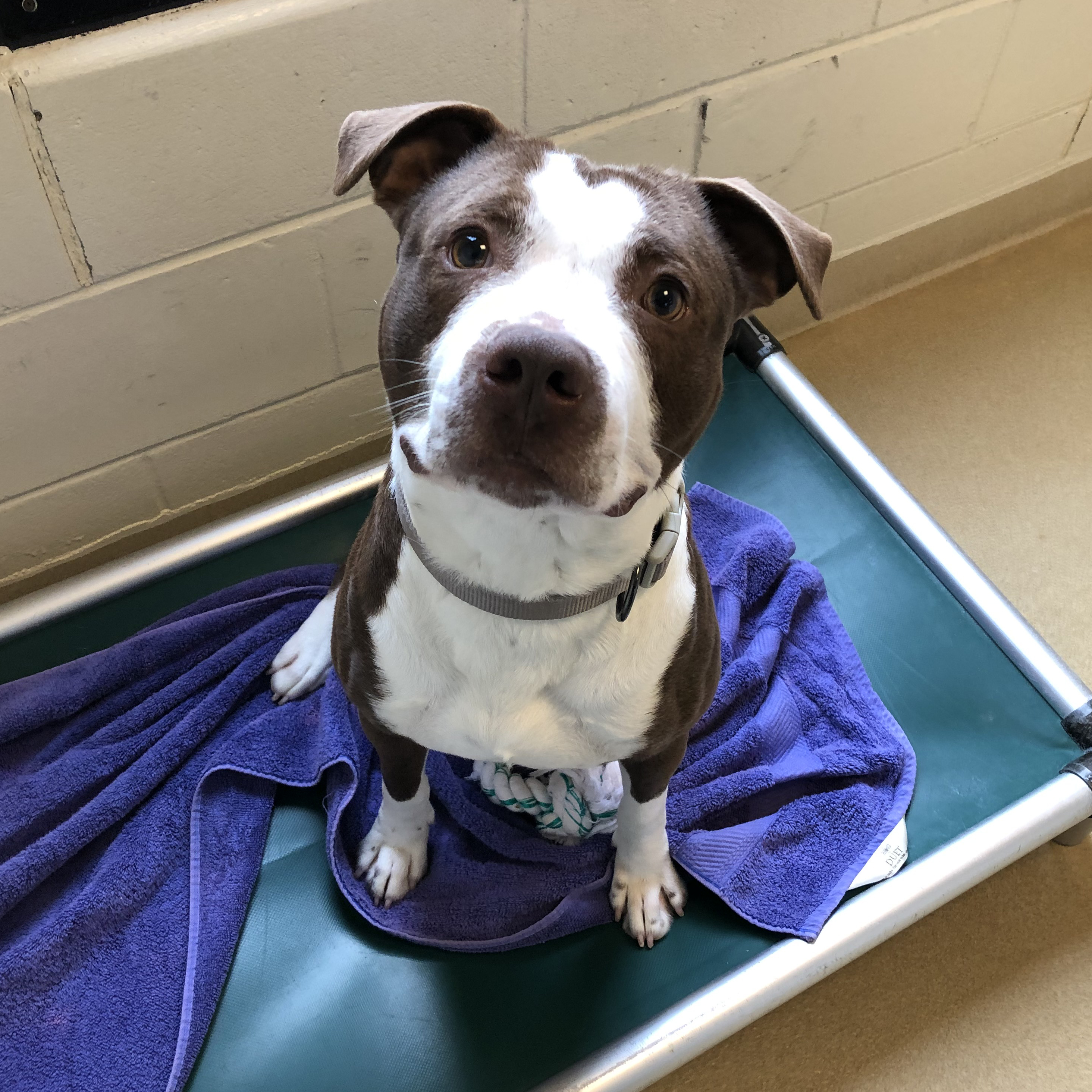 Adopt-A-Pet: Cookie Monster from Orange County Animal Services